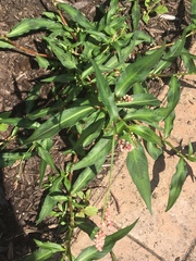 Persicaria