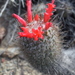 Mammillaria pondii pondii - Photo (c) Norma Castillo, some rights reserved (CC BY-NC-ND), uploaded by Norma Castillo