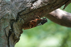 Graptopsaltria nigrofuscata