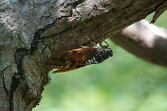 Graptopsaltria nigrofuscata