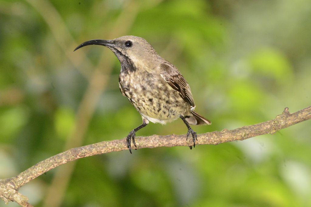 African Dark Sunbirds