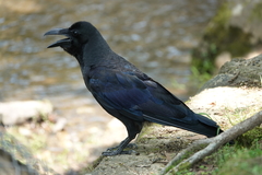 Corvus macrorhynchos japonensis