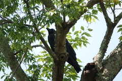 Corvus macrorhynchos japonensis