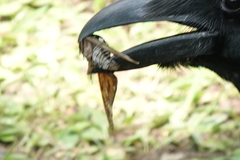 Graptopsaltria nigrofuscata