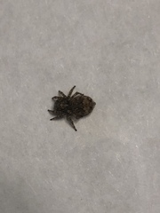 Salticinae