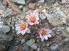 Mammillaria goodridgii goodridgei