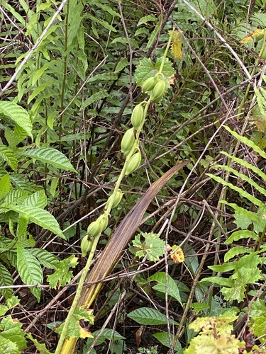 Foto de Orquídea-bambu