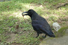 Graptopsaltria nigrofuscata