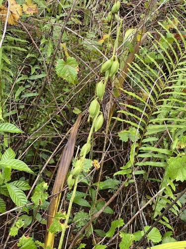 Foto de Orquídea-bambu