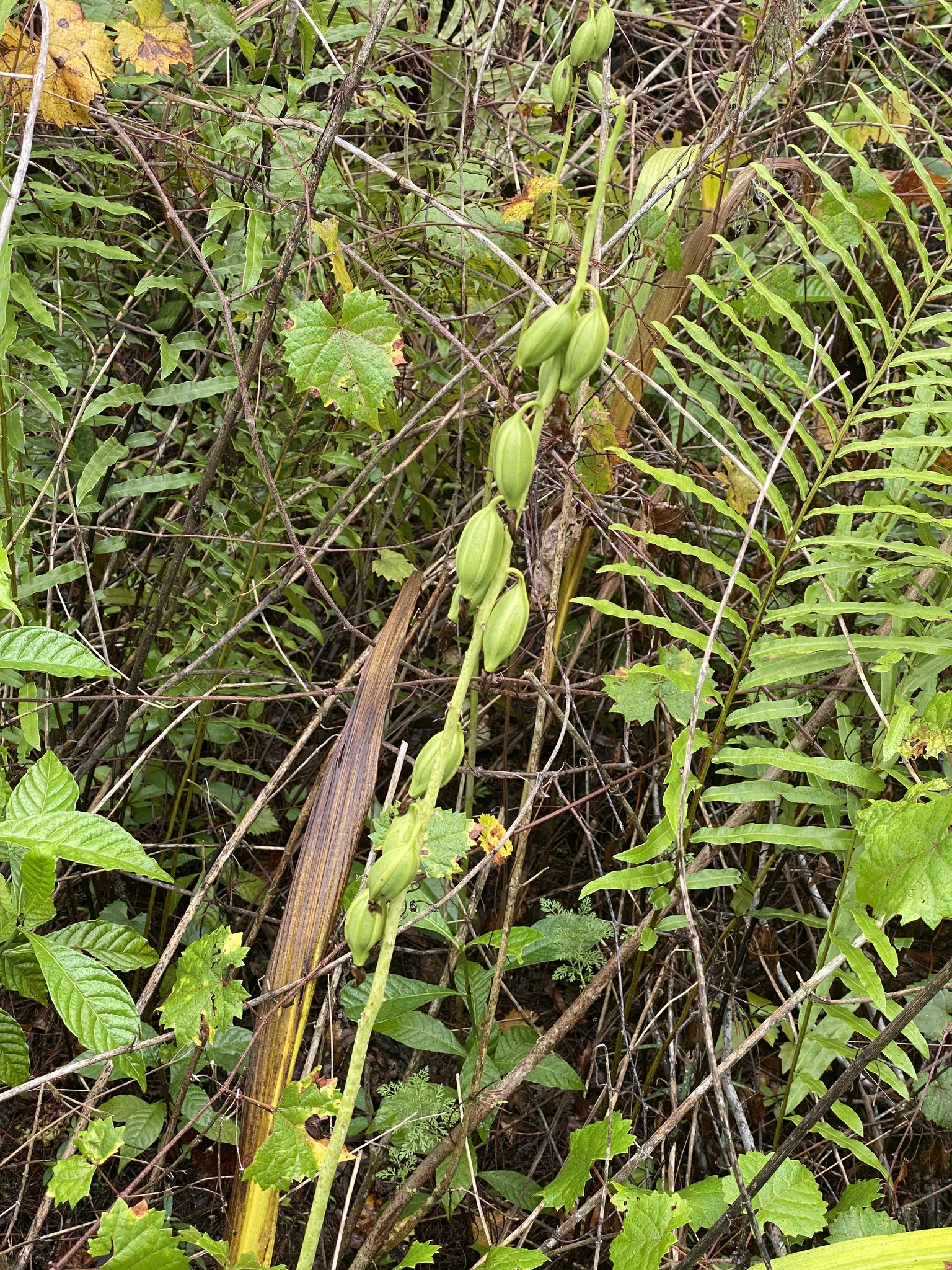 Imagem de Orquídea-bambu