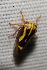 Ophiderma