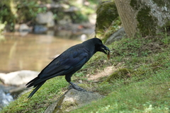 Graptopsaltria nigrofuscata