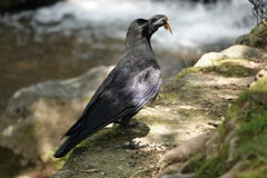 Graptopsaltria nigrofuscata