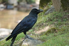 Corvus macrorhynchos japonensis