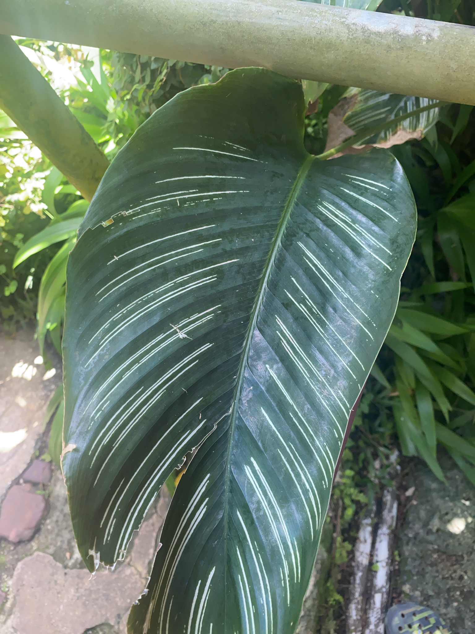 Imagem de Maranta Riscada