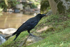 Graptopsaltria nigrofuscata