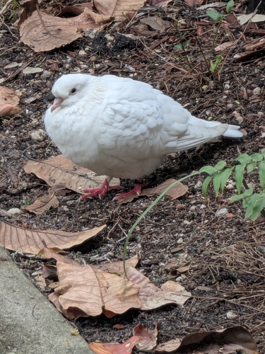Feral Pigeon photographed in Florida