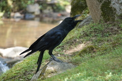 Corvus macrorhynchos japonensis