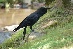 Corvus macrorhynchos japonensis