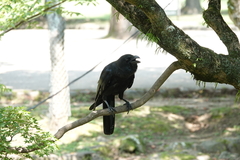 Corvus macrorhynchos japonensis