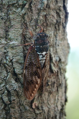 Graptopsaltria nigrofuscata