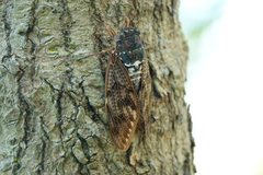 Graptopsaltria nigrofuscata