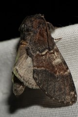 Peridea ferruginea