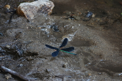 Atrocalopteryx atrata