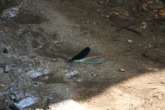 Atrocalopteryx atrata