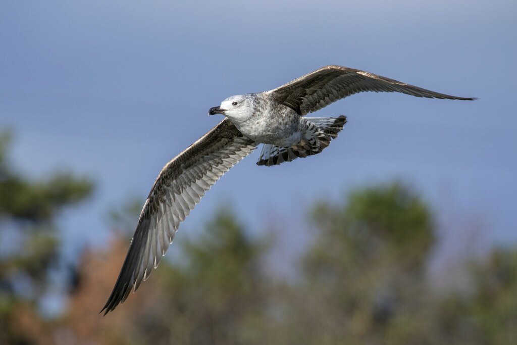 Caspian Gull x Yellow-legged Gull