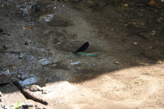 Atrocalopteryx atrata