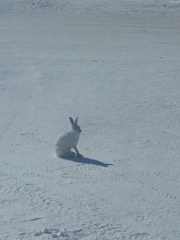 Lepus arcticus
