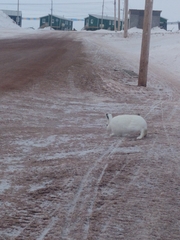 Lepus arcticus