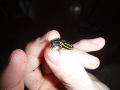 Ranitomeya variabilis