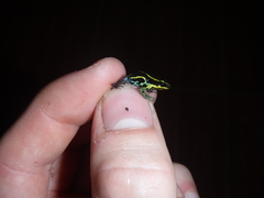 Ranitomeya variabilis