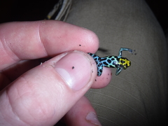 Ranitomeya variabilis