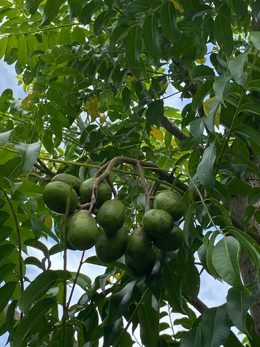 Spondias dulcis