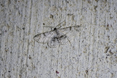 Iridopsis larvaria