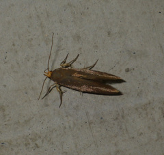 Crassa unitella