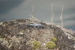 Orthetrum albistylum speciosum