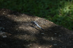 Orthetrum albistylum speciosum