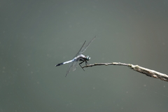 Orthetrum albistylum speciosum