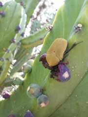 Hologymnetis cinerea