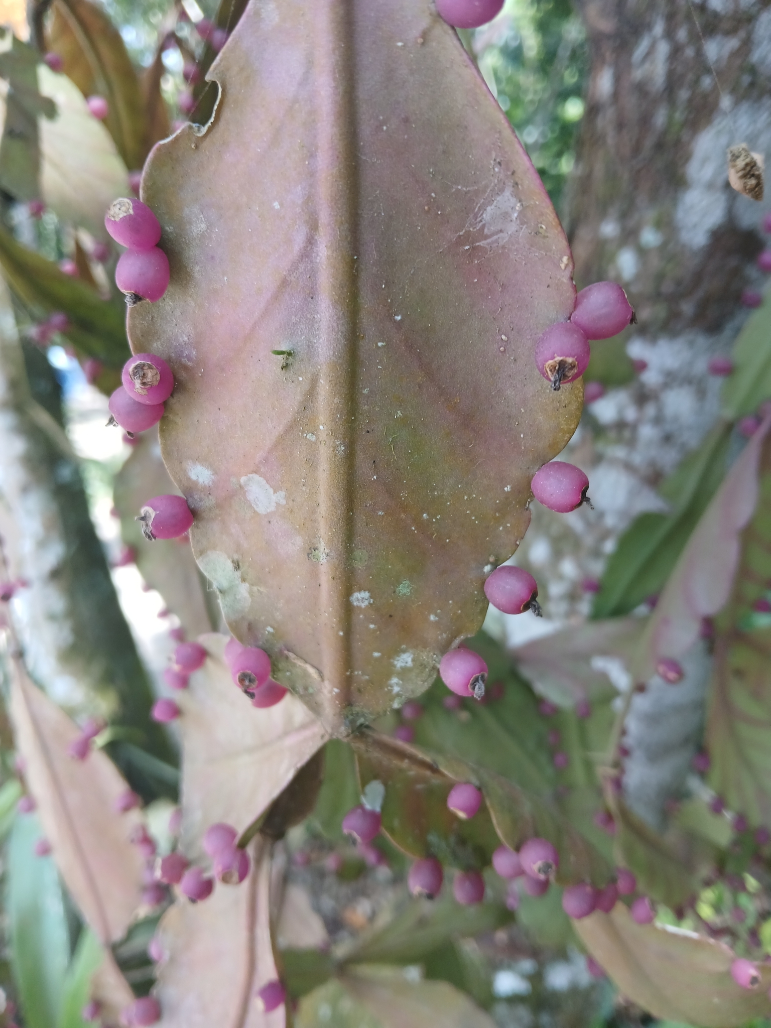 Imagem de Cacto-macarrão