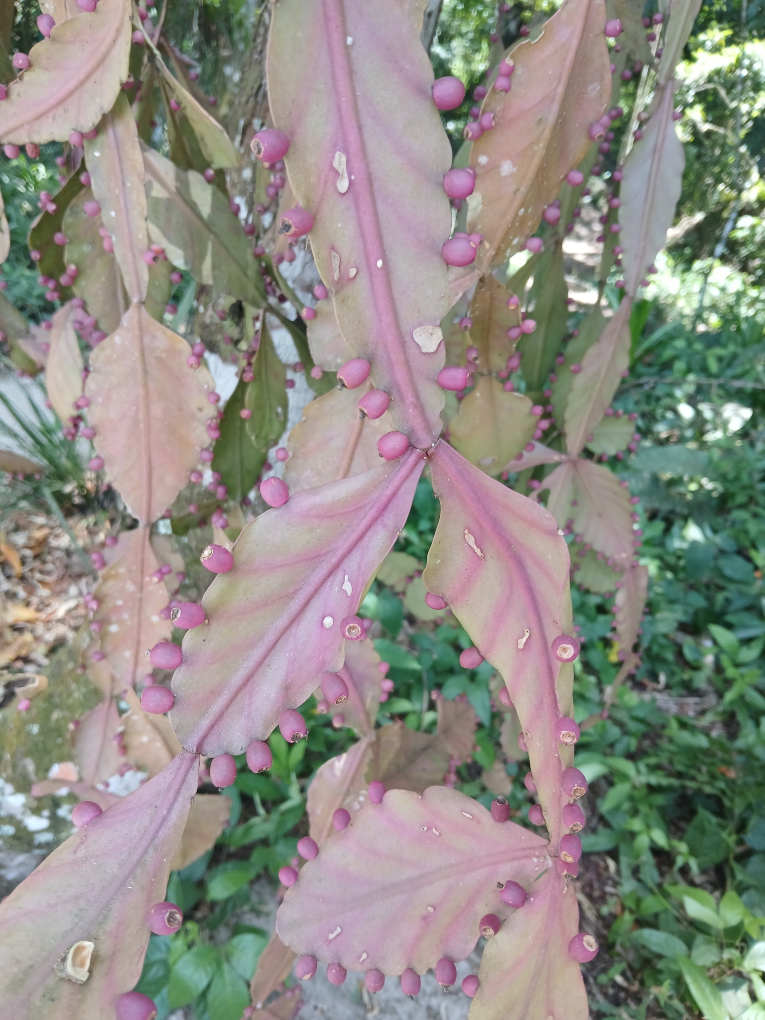 Imagem de Cacto-macarrão