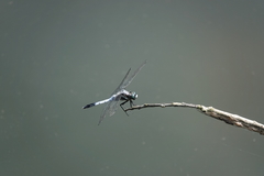 Orthetrum albistylum speciosum