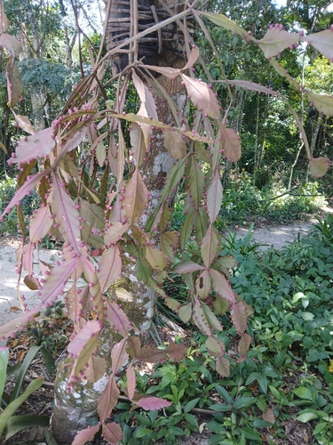 Foto de Cacto-macarrão