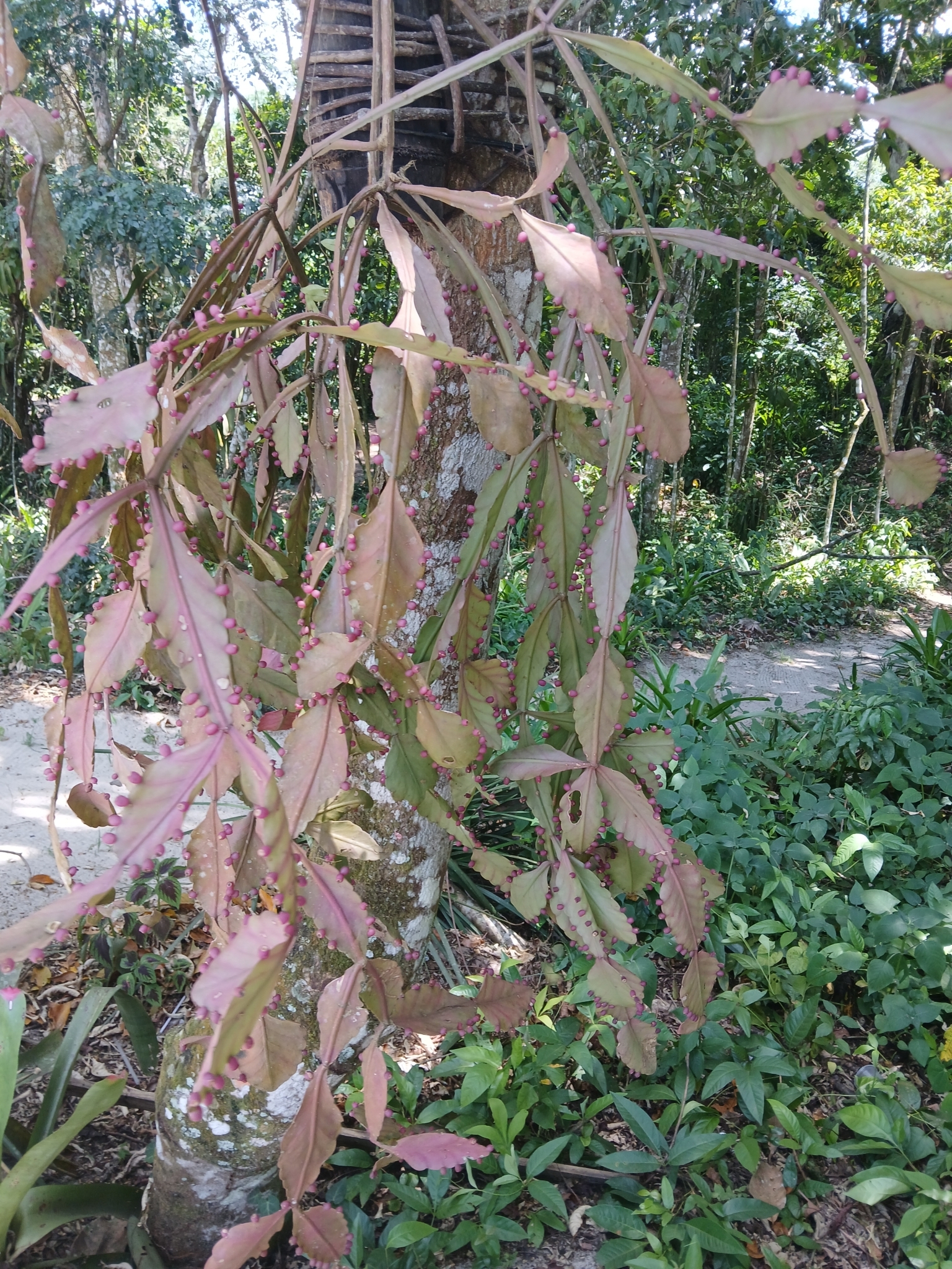 Imagem de Cacto-macarrão