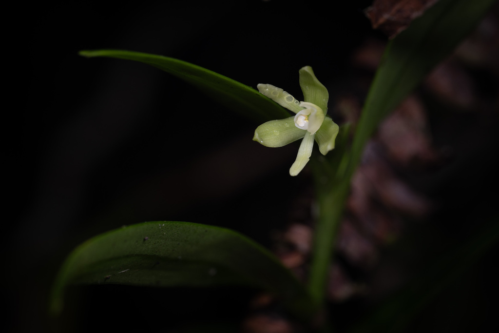 Epidendrum antillanum Ackerman & Hágsater