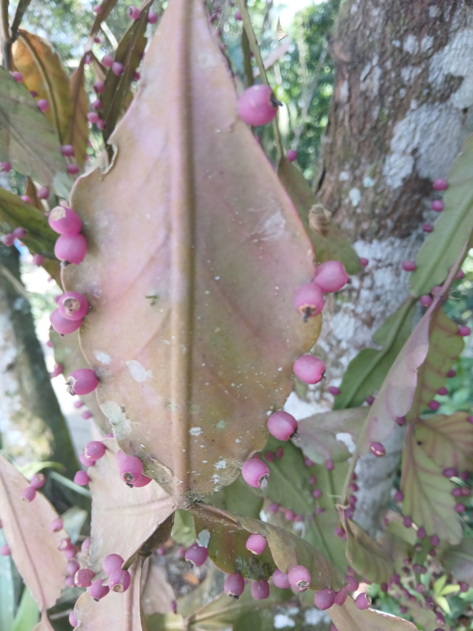 Imagem de Cacto-macarrão